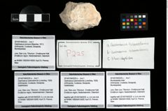 Foto (Objekt + Etikett) von Munidopsidae indet.  (NHMW-GEO-2014-0194-0225c)